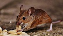 24 Hour & Emergency Exterminators in Millersville, PA